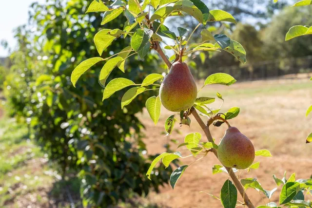 a view of a yard with plants and trees