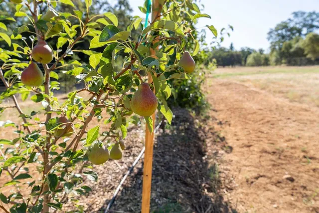 a view of a yard with plants and trees