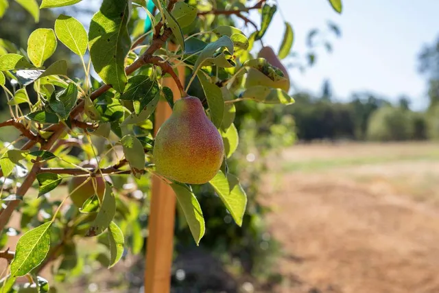 a view of a yard with plants