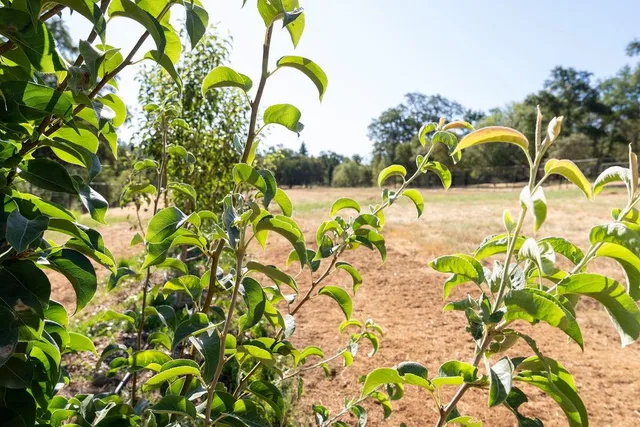 a view of a flower in a garden