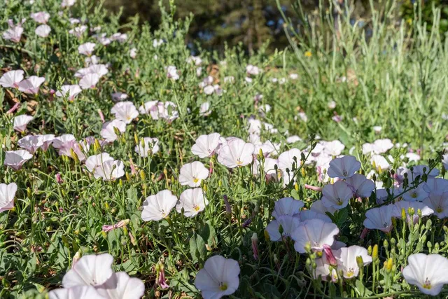 a backyard of a tree