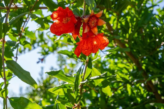 a backyard of a house with lots of green space and a tree