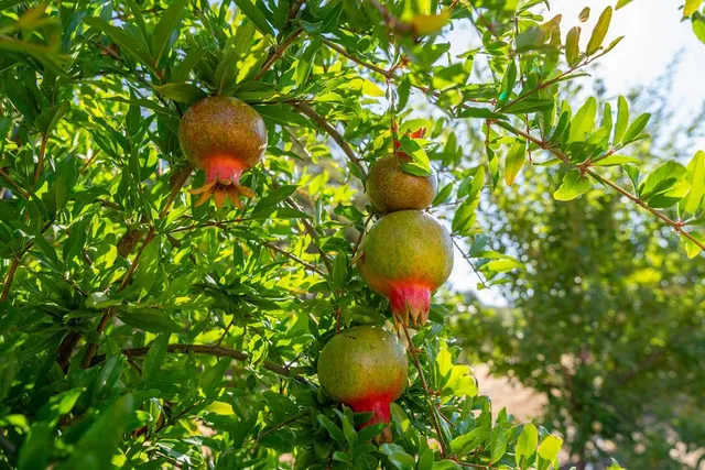 a view of a tree in the yard