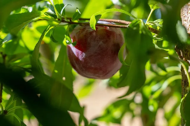 a view of a plant in a garden