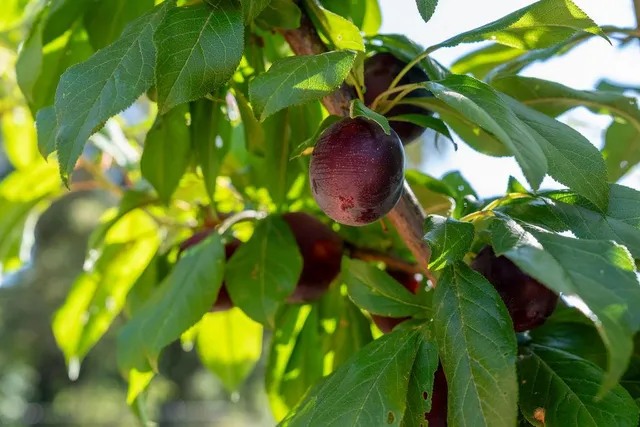 a view of a flower in a garden