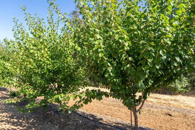 a view of that has a tree