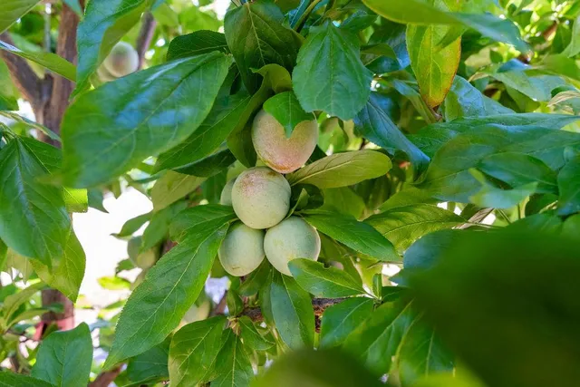 a view of a garden with trees