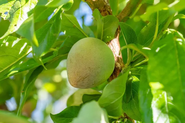 a view of a yard with plants and trees