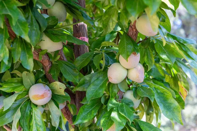 a view of yard with green space