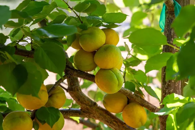 a view of a backyard of a house