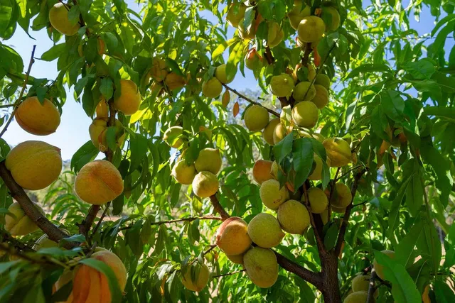 a view of a yard with plants and large trees