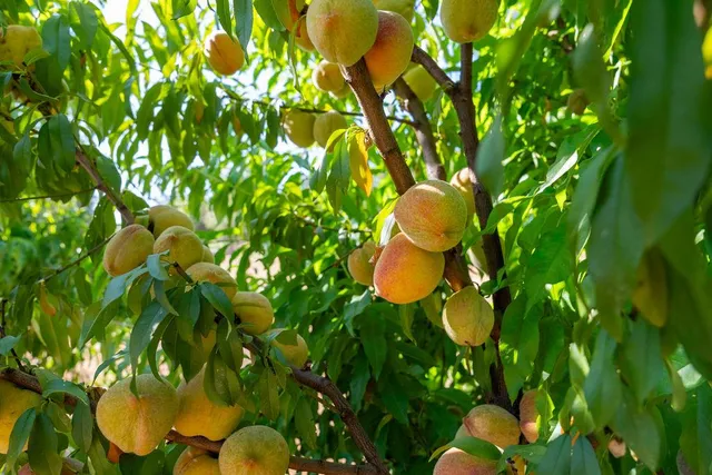 a view of a backyard with plants