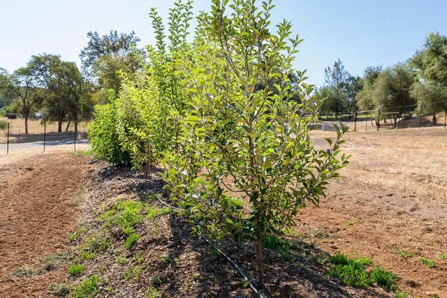a view of a backyard with wooden floor