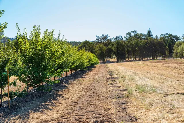 a view of road with large trees