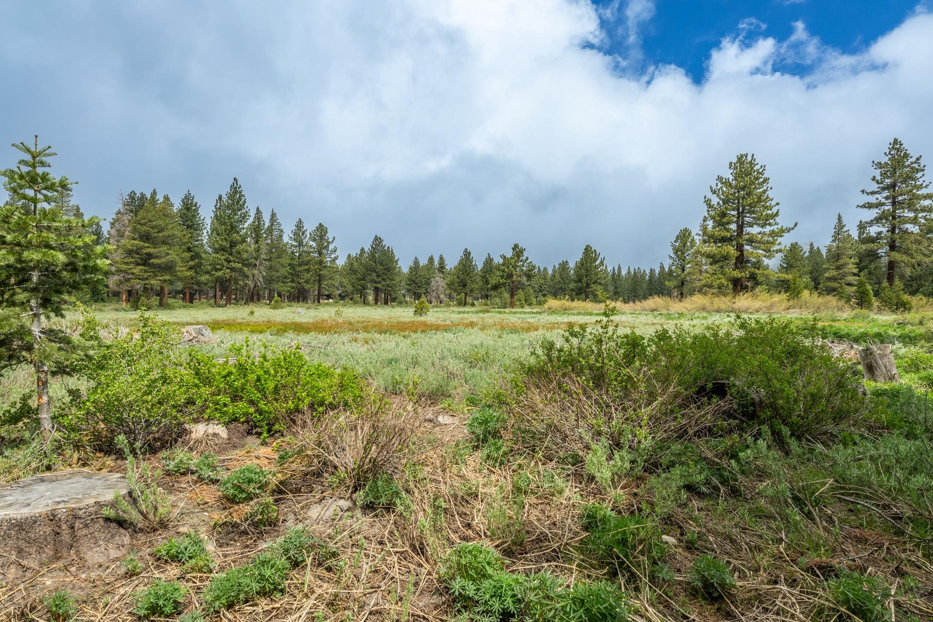 272 Ridge Way Mammoth Lakes, CA 93546 - Photo 55 of 55 Expansive meadowland bordered by a dense pine forest