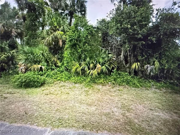 a view of a yard with plants and large trees