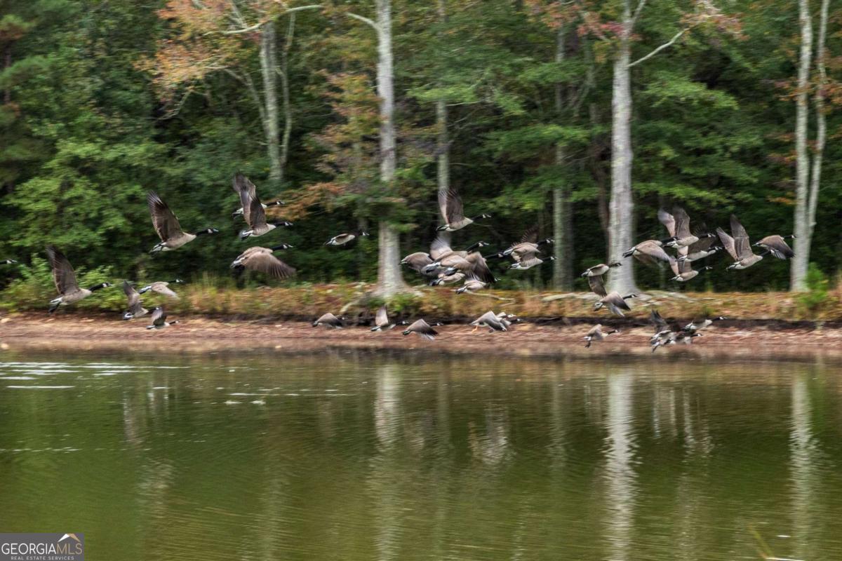265 Honeysuckle Lane Temple, GA 30179 - Photo 6 of 46 a view of swimming pool and lake view