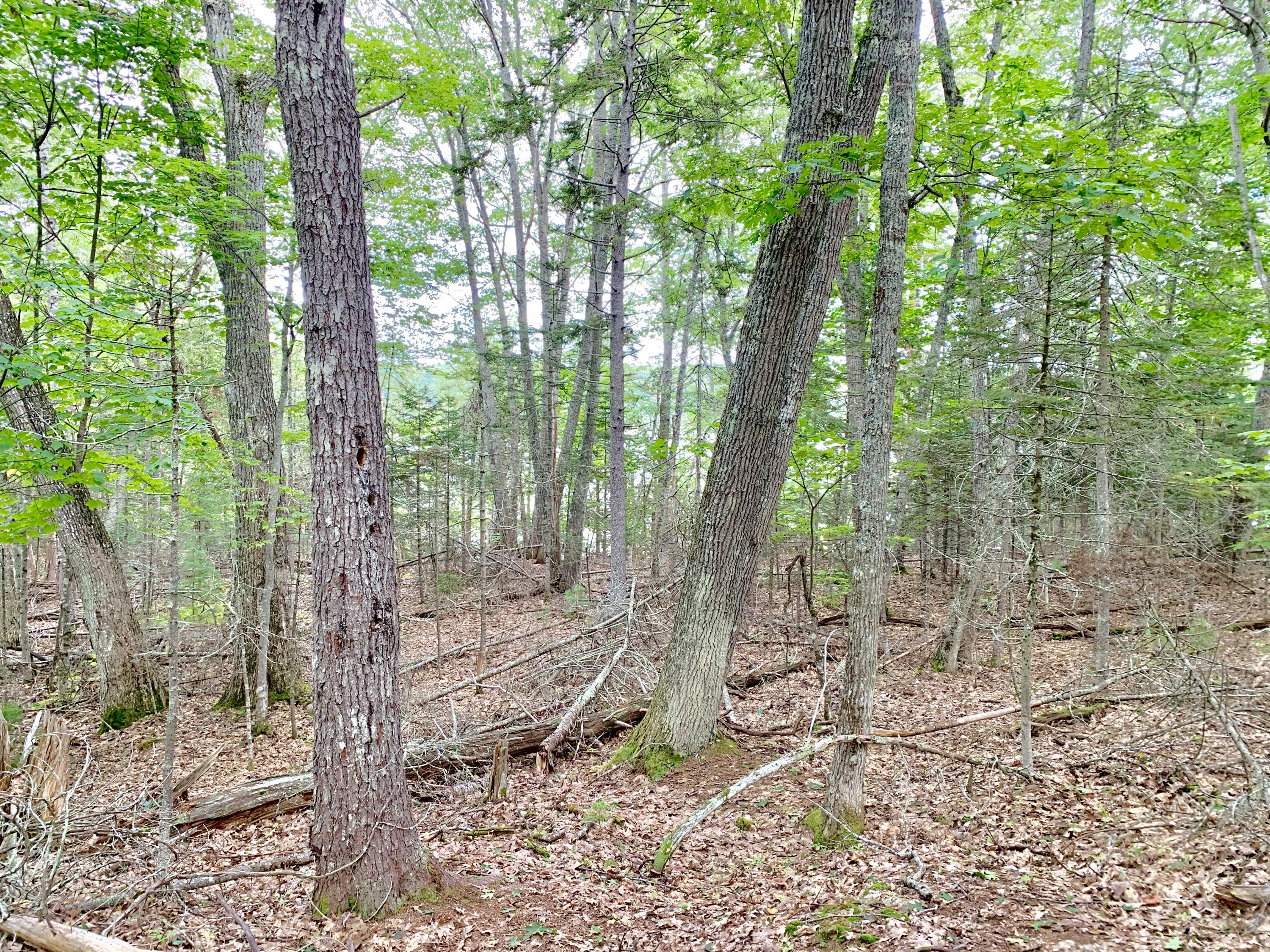 0 Leaches Point Road Orland, ME 04472 - Photo 7 of 23 20190912_190517596_iOS