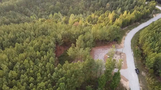 a view of a forest with a tree
