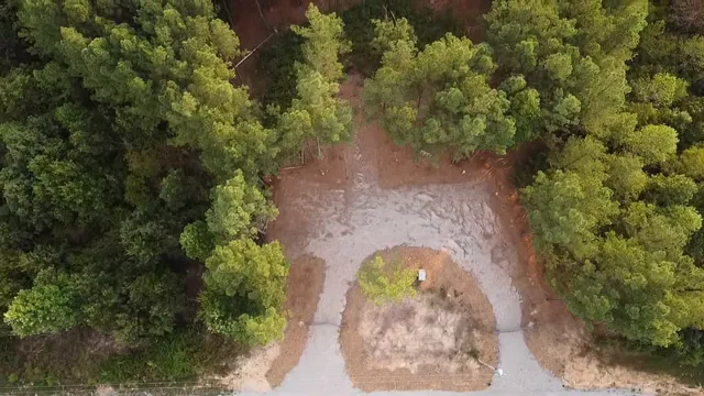 a view of a forest with a tree