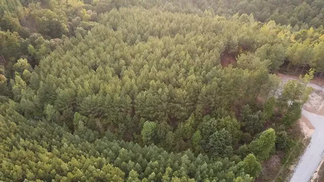 a close up of a plant