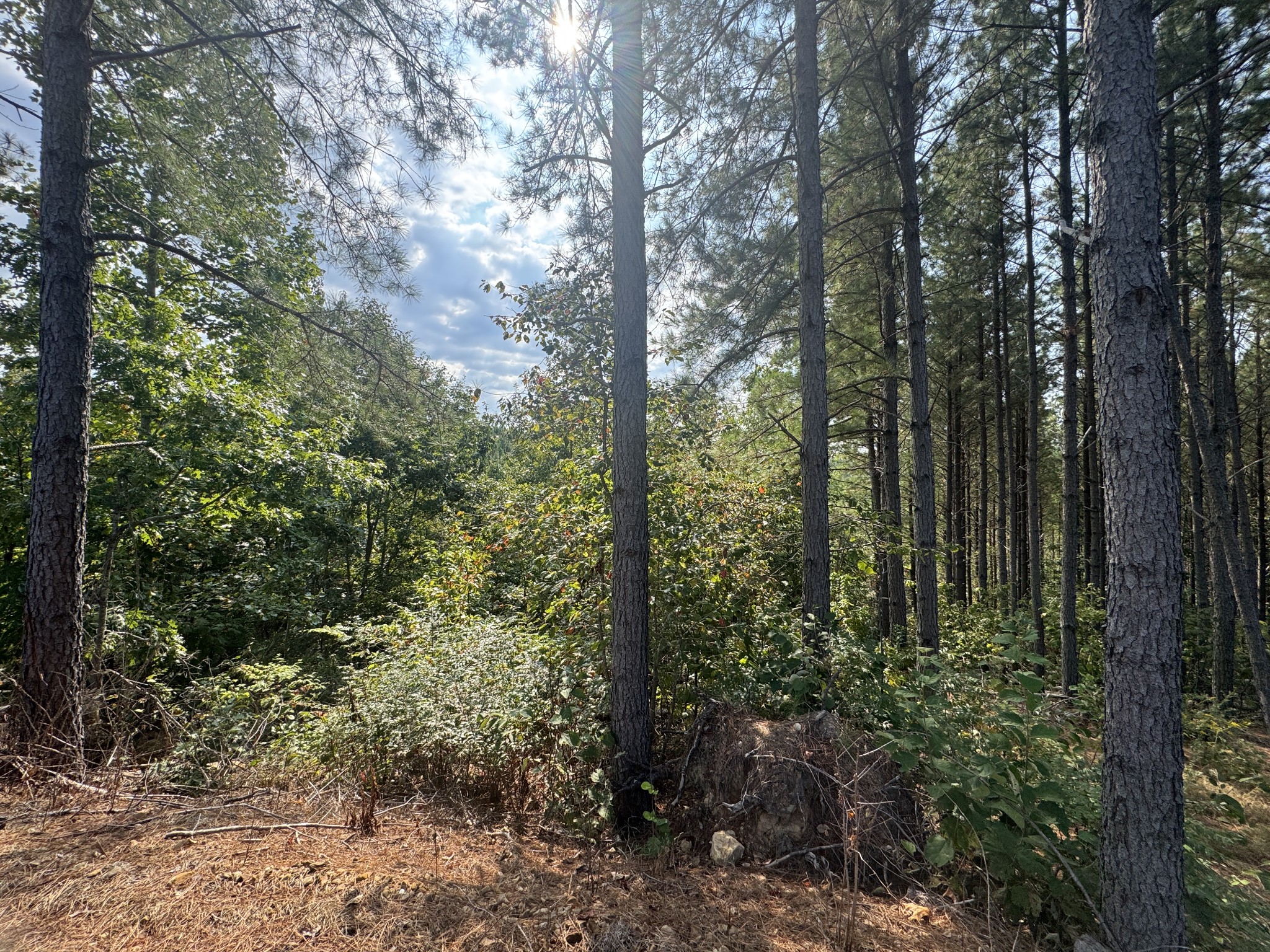 301 Ridgewood Drive Linden, TN 37096 - Photo 7 of 29 a view of forest