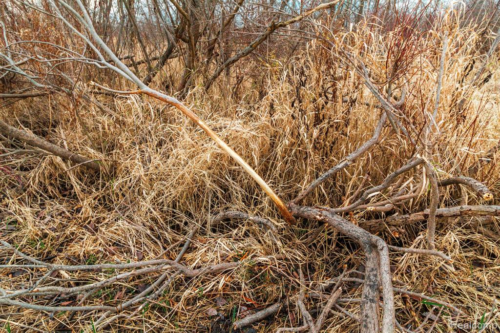 Vl Roods Lake Road Lapeer, MI 48446 - Photo 8 of 9