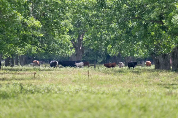 $1,350,000 | 2640 County Road 107, Boling, TX 77420