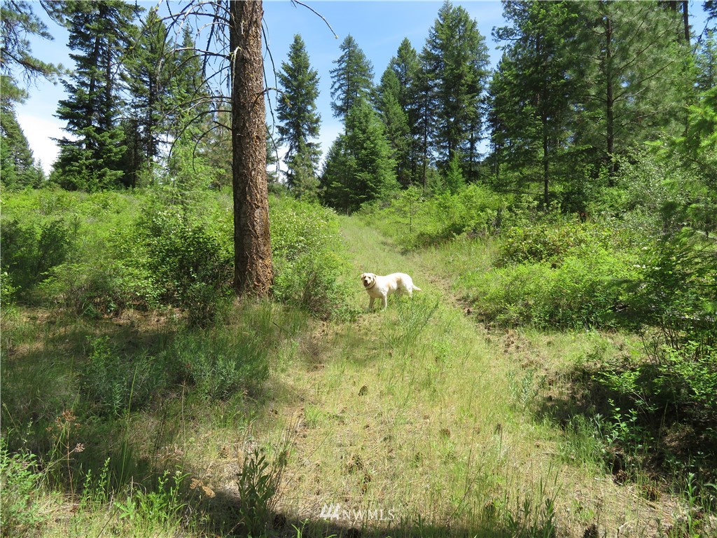 7 Boulder Creek Road Curlew, WA 99118 - Photo 14 of 23 Gallery Image 14