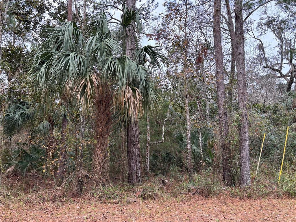 12 Carolina Dove Road Brooksville, FL 34614 - Photo 2 of 6 a view of a forest