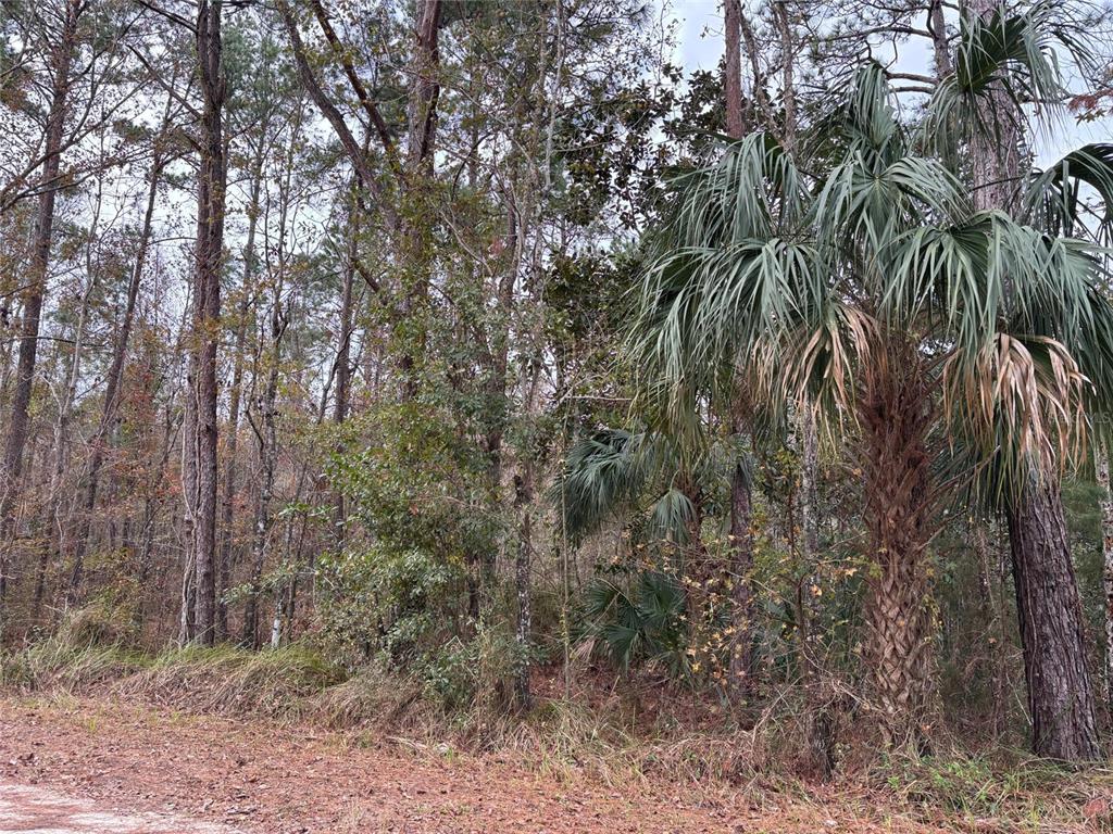 12 Carolina Dove Road Brooksville, FL 34614 - Photo 3 of 6 a view of a forest with trees