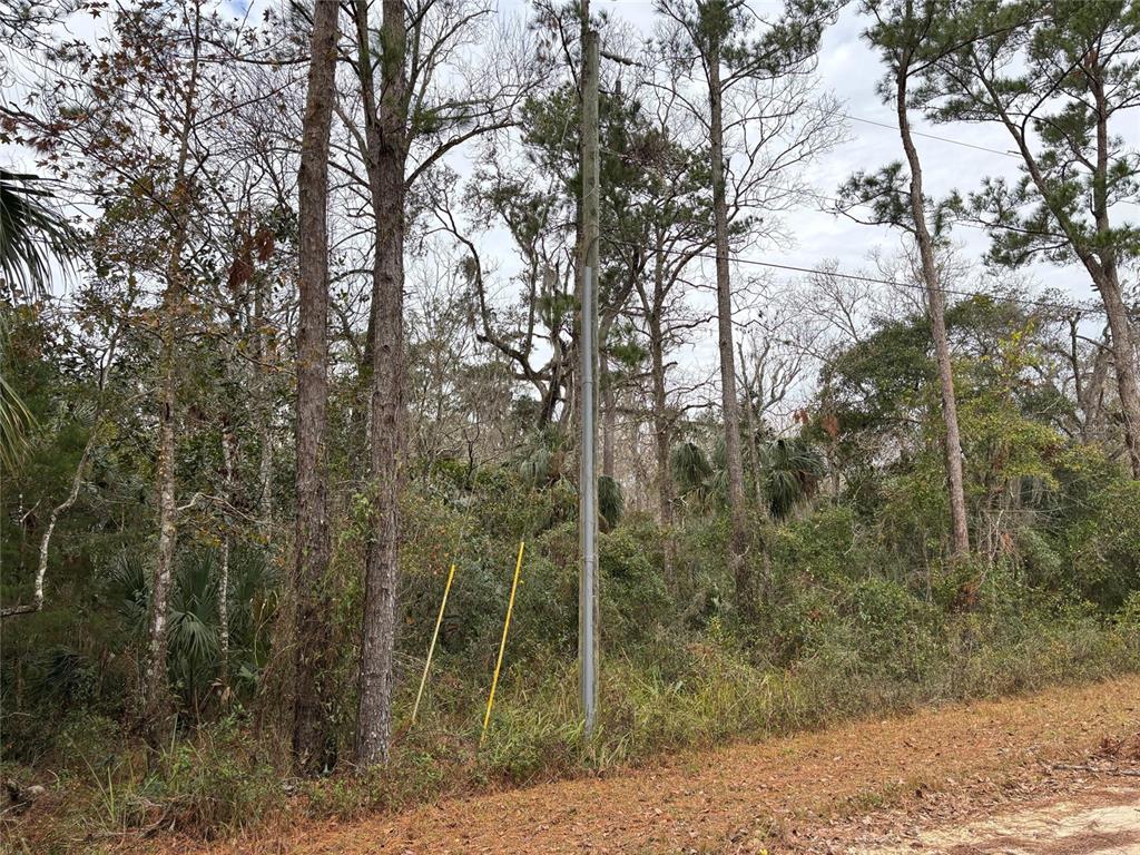 12 Carolina Dove Road Brooksville, FL 34614 - Photo 4 of 6 a view of a forest