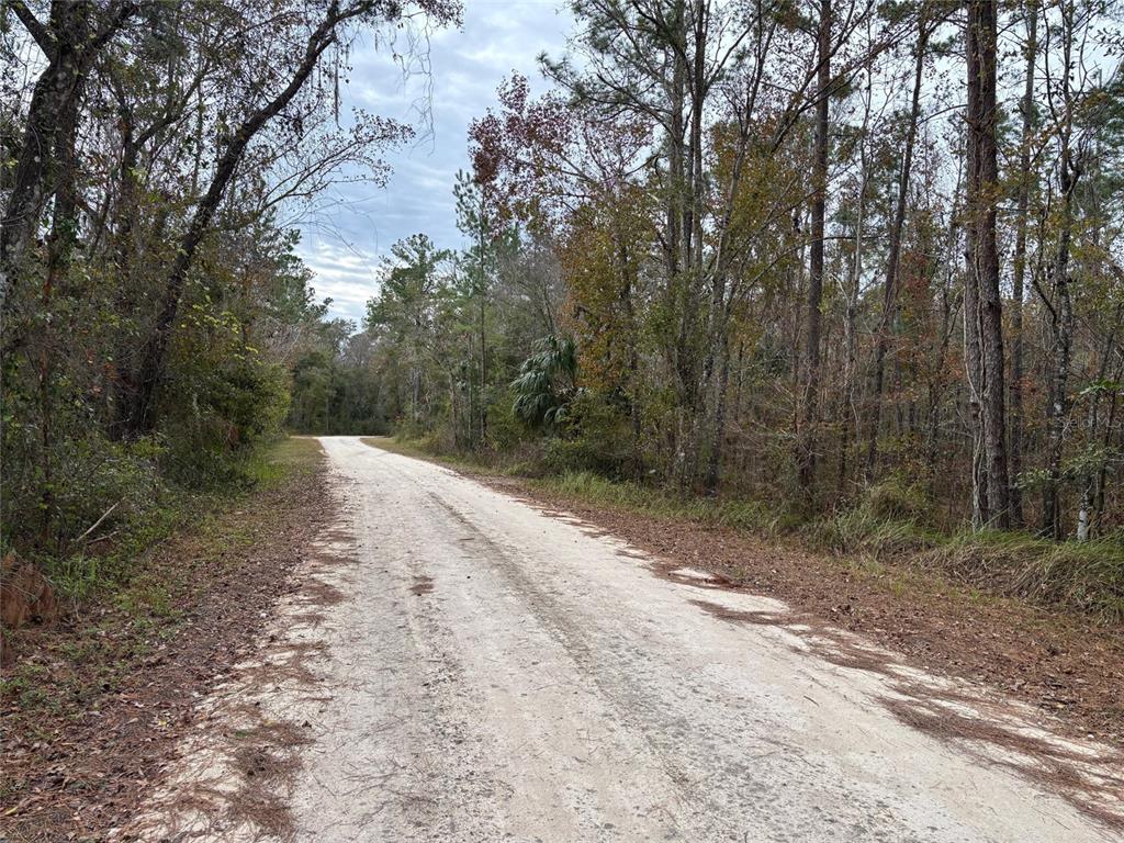 12 Carolina Dove Road Brooksville, FL 34614 - Photo 5 of 6 a view of a dirt road with trees in the background