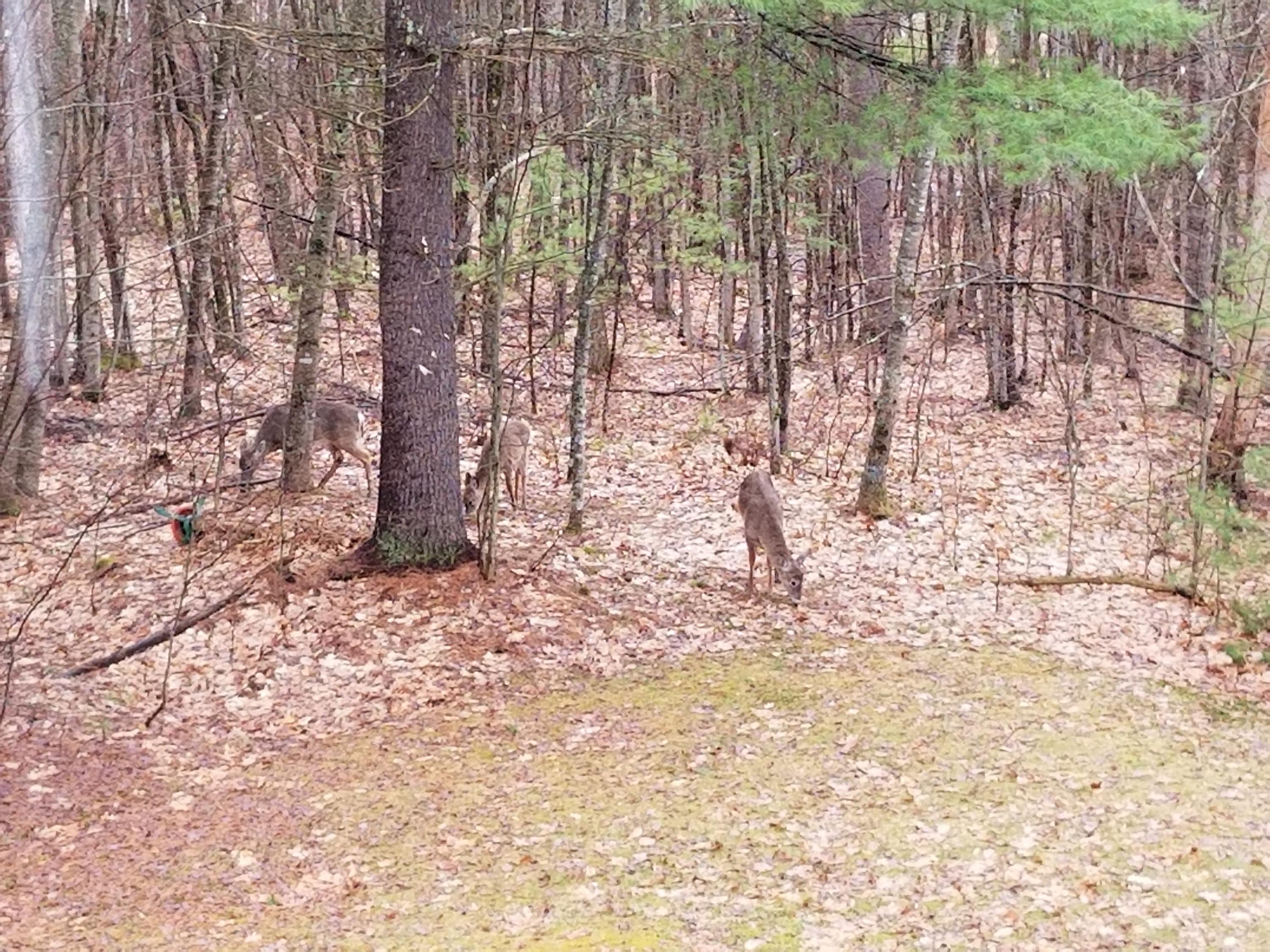 24 Oak Ridge Drive Standish, ME 04084 - Photo 37 of 45 Deer from House
