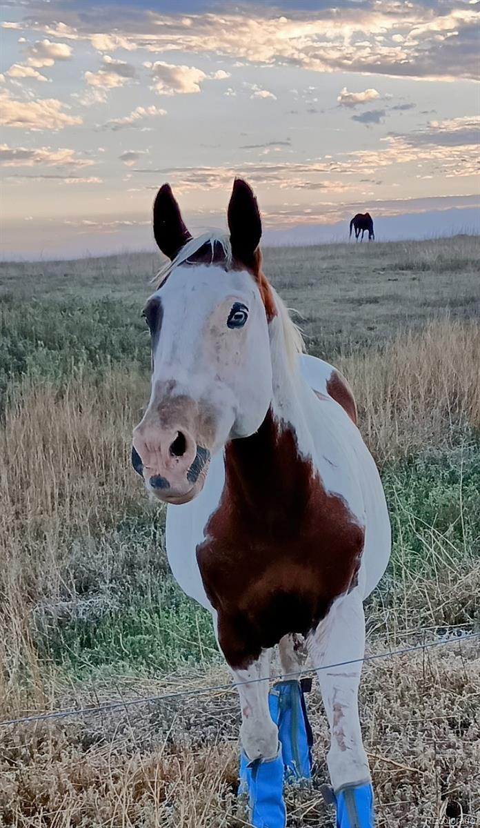 53647 County Road Genoa, CO 80818 - Photo 46 of 47