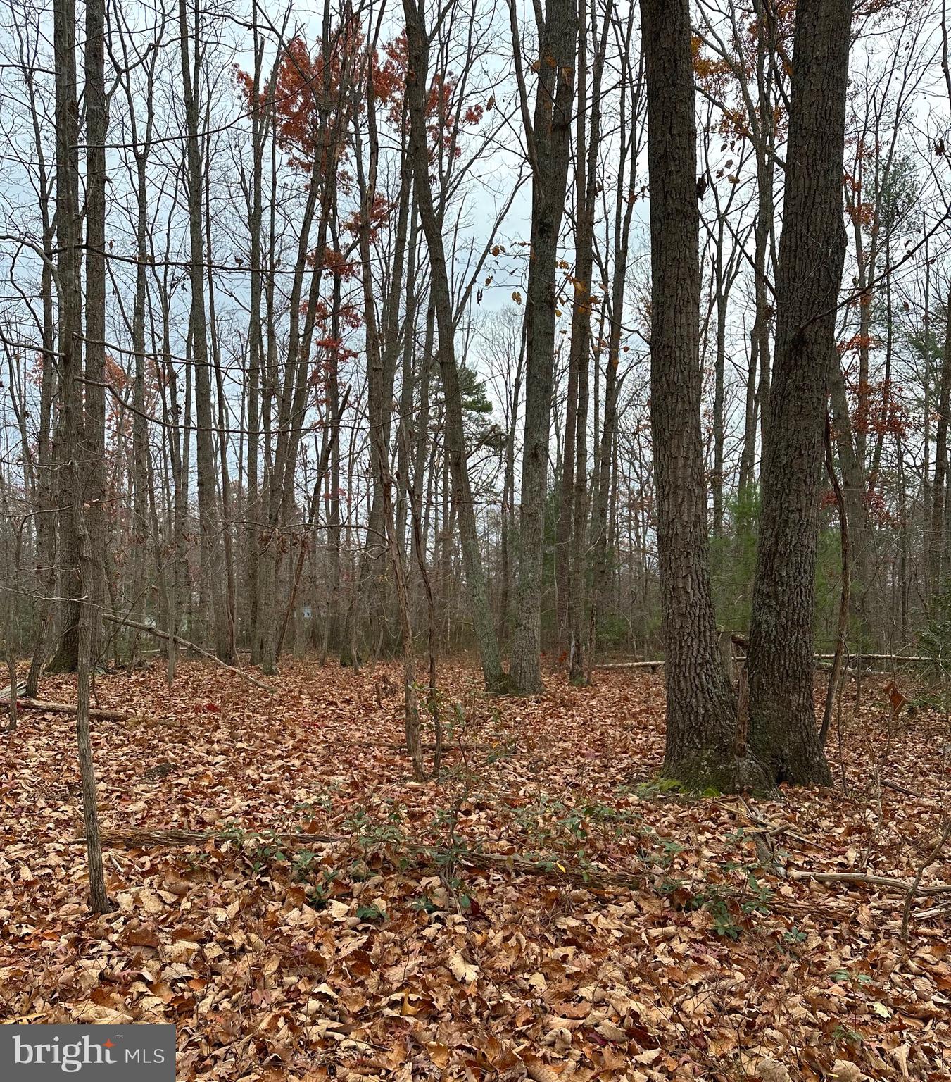 Woodland Church Road Culpeper, VA 22701 - Photo 1 of 1 a backyard of a house with lots of green space