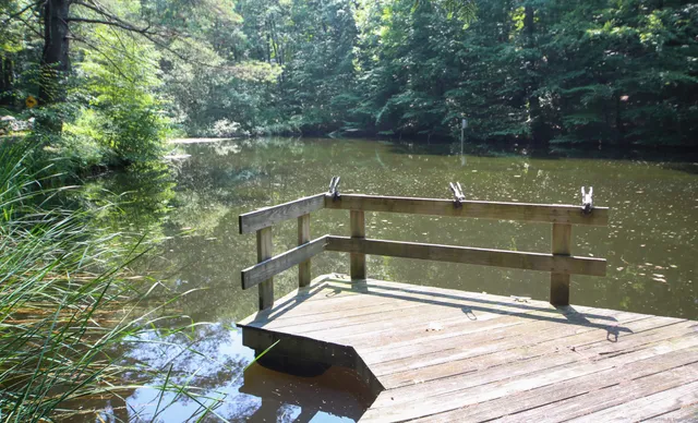 a view of a backyard with plants and a large tree