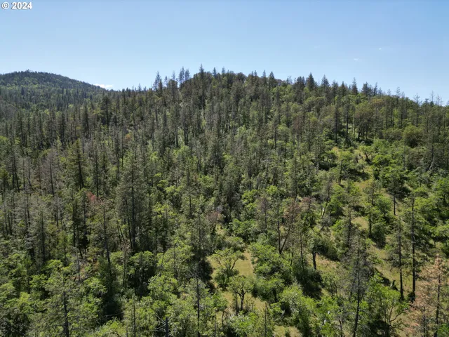 a view of a forest with a mountain and trees