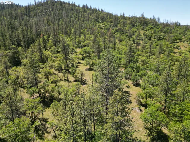 a view of a lush green forest with a mountain