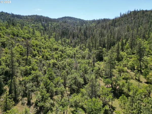 a view of a lush green forest with trees in the background