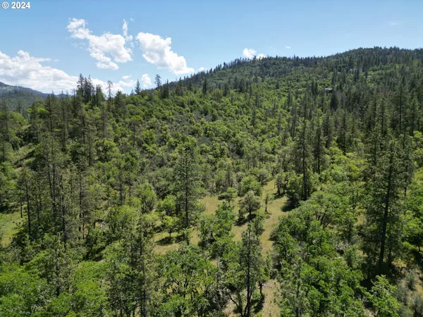 a view of a forest with a forest