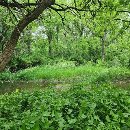 a view of a lush green forest
