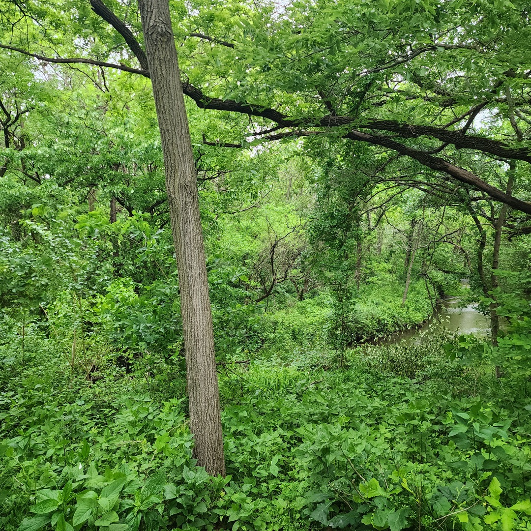 Lot 3607 East 1769th Road Ottawa, IL 61350 - Photo 5 of 6 a view of a forest that has a tree