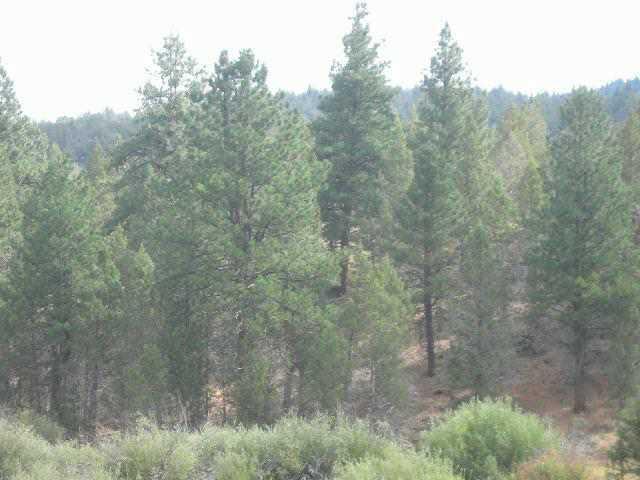 0 Yellow Jacket Springs Beatty, OR 97621 - Photo 3 of 4 Additional Photo