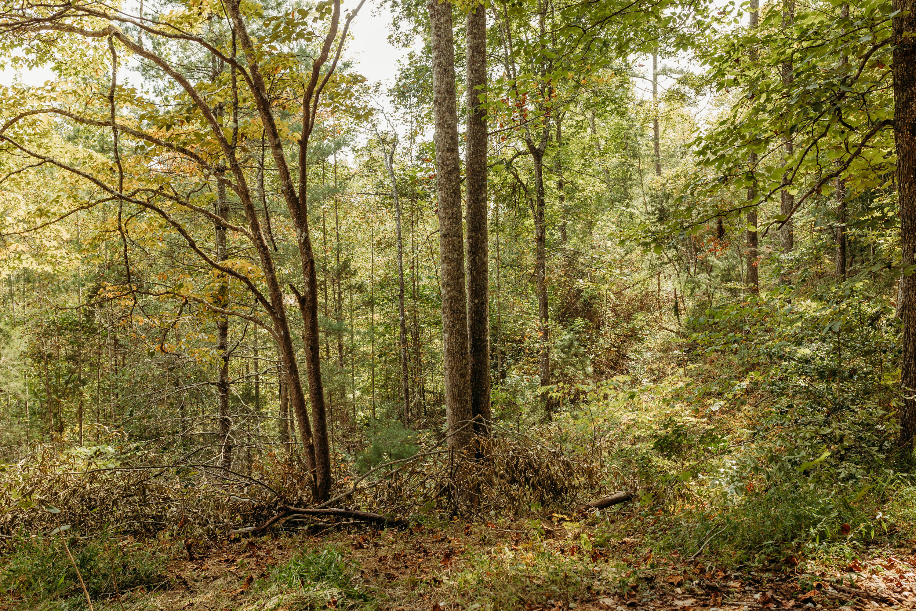 Tbd Lot 25 Tbd Road Campton, KY 41301 - Photo 4 of 17 FO7A1048