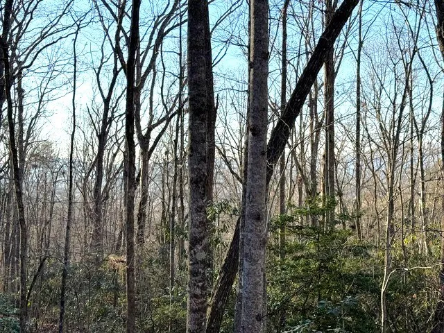 a view of a yard with a tree