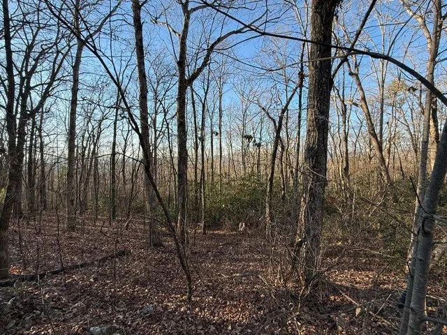 a view of a yard with large trees
