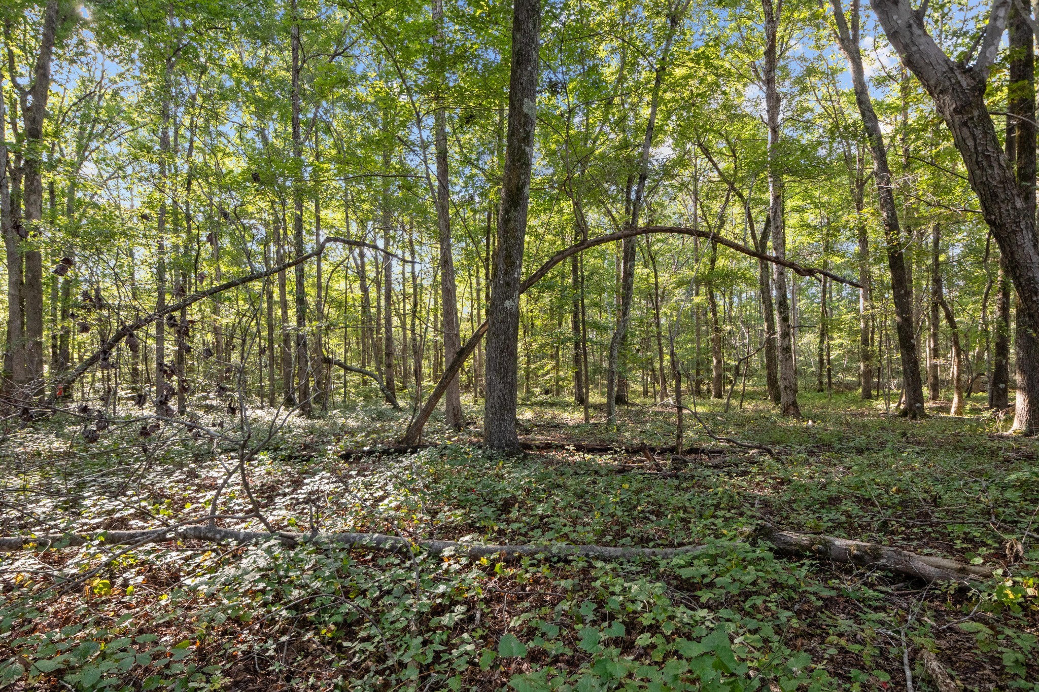 1127 Pruett Road Dickson, TN 37055 - Photo 12 of 39 a big yard with lots of green space and trees