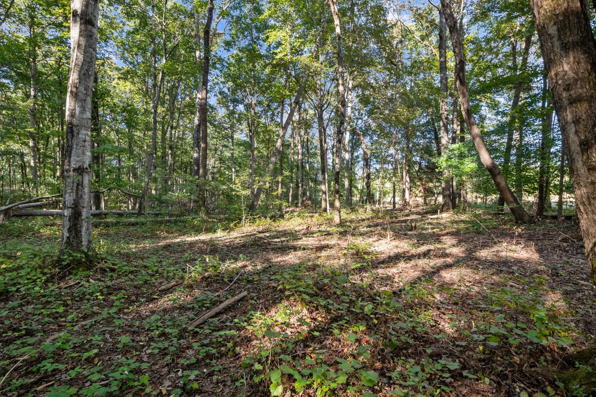 1127 Pruett Road Dickson, TN 37055 - Photo 10 of 39 a view of outdoor space with trees