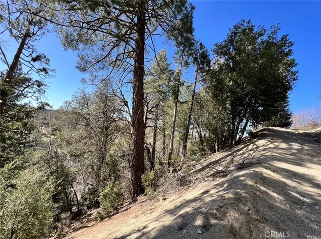 a view of a forest with trees